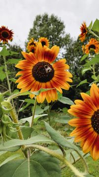 Vue de tournesol sur un des coins potager de Graines de nature.